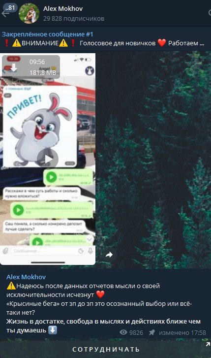 Телеграм Alex Mokhov ставки на спорт — отзывы