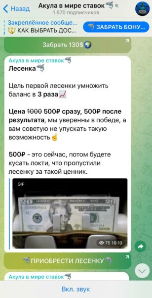 Акула в Мире Ставок прогнозы