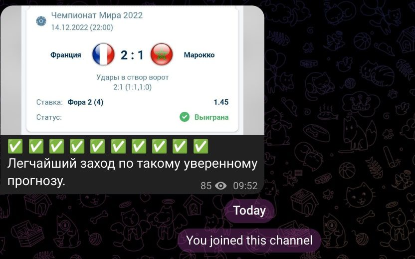 shuster bet телеграм