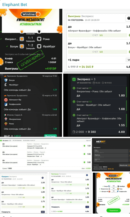 Elephant Bet Elephant Bet